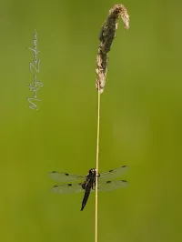 Foto: Viervlek [Libellula quadrimaculata] De weerribben (1jul2025)